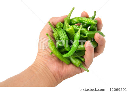 green pepper green pepper 12069291