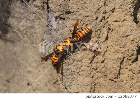 Creatures Insects Wheat bee, Are they the same nest companion? It seems that he is greeting you 12069377