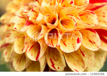 Dahlia closeup varieties (Green Do) 12069386