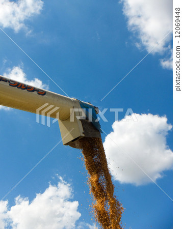 Harvest ~ Pine wilted in the autumn sky (new rice) 2 12069448