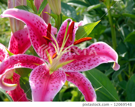 Lily flower 12069548
