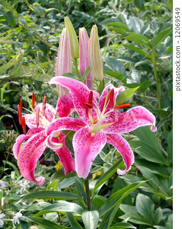 Lily flower 12069549