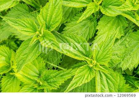 stinging nettle 12069569