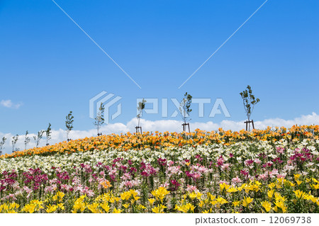 天空和鮮花的Milfieille 12069738