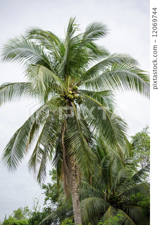 泰國椰子農場 12069744