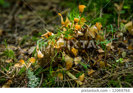 Abies alba Abies alba 12069768