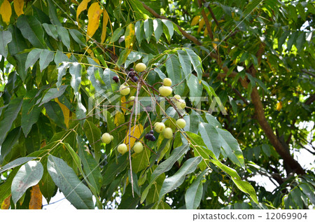 樹·Mukuroji三葉草 樹·Mukuroji三葉草 12069904