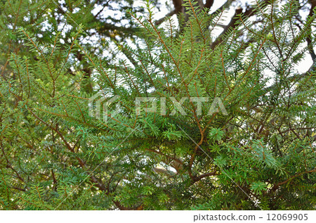 樹·Tsuga Pinaceae 12069905