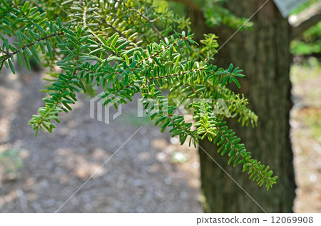 樹·Tsuga Pinaceae 樹·Tsuga Pinaceae 12069908