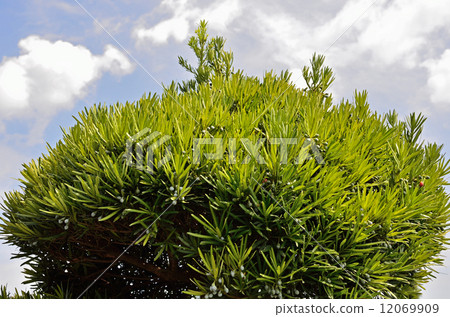 樹·Rakanmaki Affilaceae 12069909