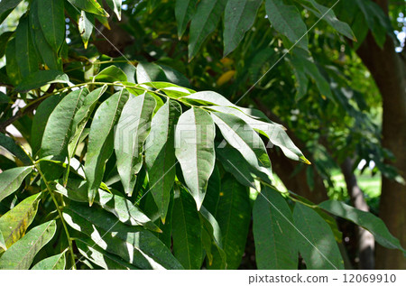 樹·Mukuroji三葉草 12069910