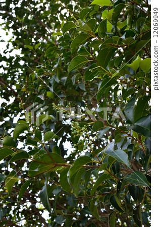 Tree · Forsytid moth family Tree · Forsytid moth family 12069949