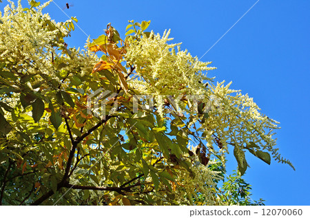 樹/ Nurdeeuridae 12070060