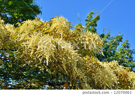 樹/ Nurdeeuridae 12070061