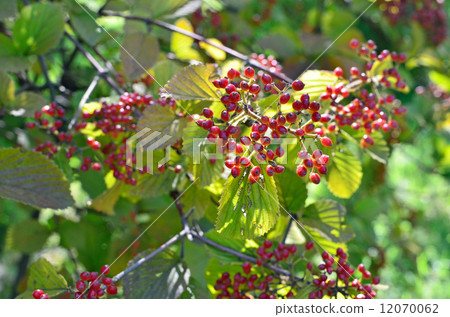 樹·大蒜金銀花家庭 12070062