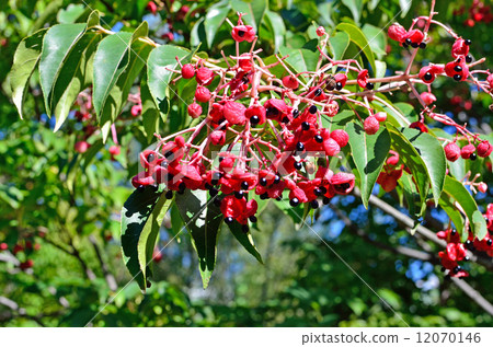 Tree · Gonzui Mitsubutsugi 12070146