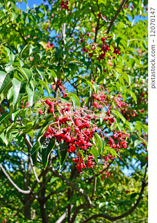 Tree · Gonzui Mitsubutsugi 12070147