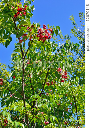 Tree · Gonzui Mitsubutsugi 12070148