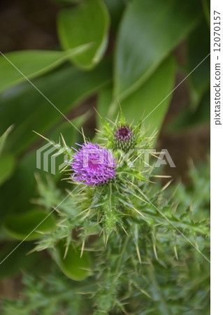 A thistle A thistle 12070157