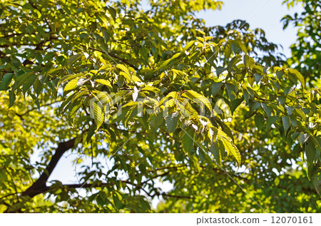 樹·Inukishi birchaceae 12070161
