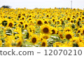 Sunflower field 12070210