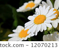Margaret 12070213
