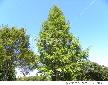 A large tree of Metasequoia in Showa no Mori 12070390