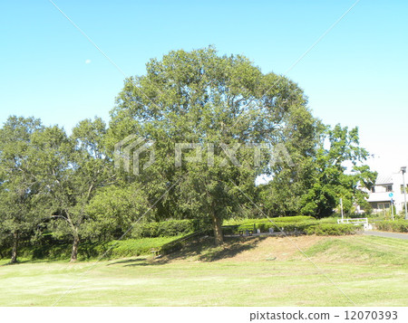 A big tree of Akinile trees in Showa no Mori A big tree of Akinile trees in Showa no Mori 12070393