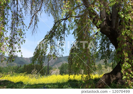 Nagomi's cherry old tree Nagomi's cherry old tree 12070499