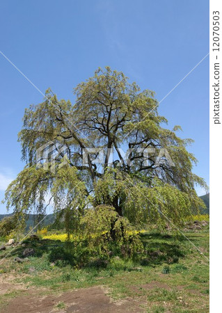 Nagomi's cherry old tree Nagomi's cherry old tree 12070503