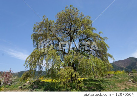 Nagomi's cherry old tree 12070504