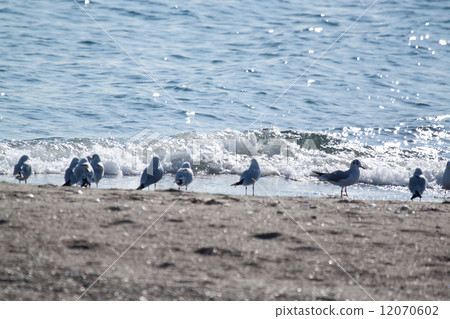 Seagull Seagull 12070602