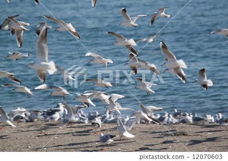 Seagull Seagull 12070603
