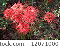 Cluster amaryllis 12071000