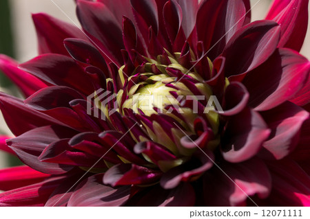 大麗花特寫品種（Suzogun） 12071111