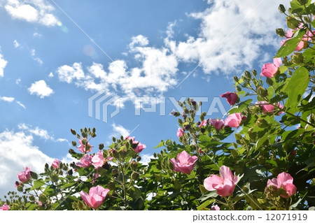 Close-up of Fuyo flowers and autumn sky 12071919
