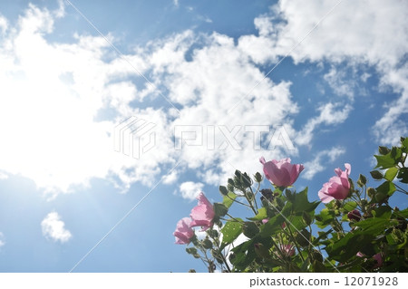 Fuyo花和秋天天空特寫鏡頭 Fuyo花和秋天天空特寫鏡頭 12071928
