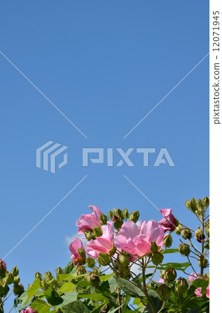 Fuyo花和秋天天空特寫鏡頭 Fuyo花和秋天天空特寫鏡頭 12071945