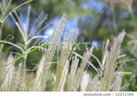 Susuki的同伴 12072164