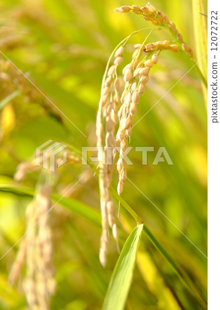 Rice / Autumn_01 Rice / Autumn_01 12072722