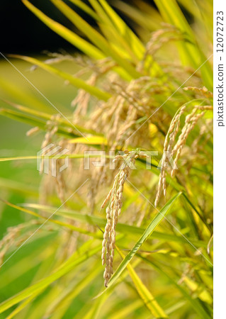 Rice / Autumn _ 02 Rice / Autumn _ 02 12072723