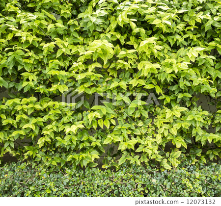 Hedge green Leaves texture,background Hedge green Leaves texture,background 12073132