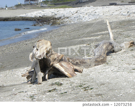 漂流木像一條流向Kemigawa河的龍 12073258