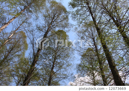Fresh green of Metasequoia 12073669
