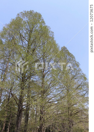 Fresh green Metasequoia 12073675