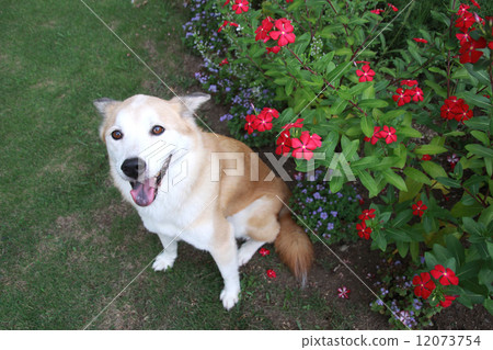 Smiling dogs and flowers 12073754