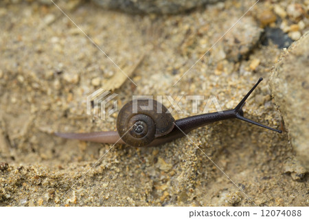 Snail 12074088