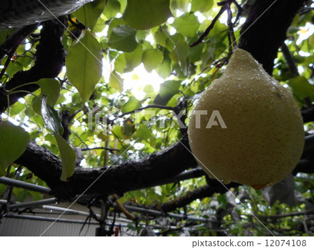 pear pear 12074108