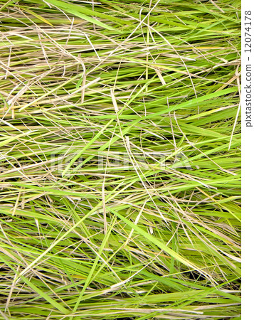 綠色米秸杆2紋理 12074178