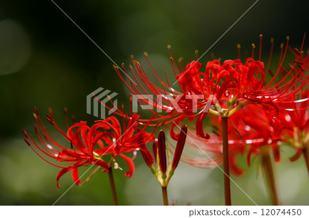 Cluster amaryllis 12074450